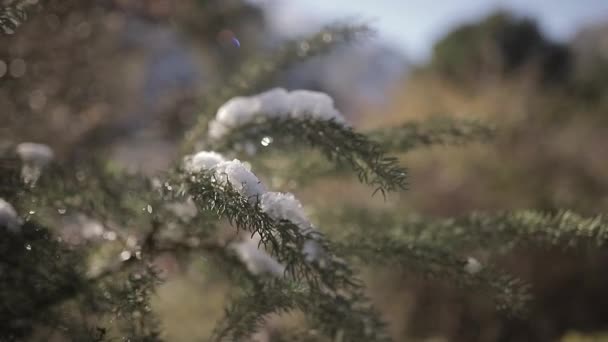 冬季在树林里长满绒毛雪的波浪形树枝的景致 — 图库视频影像