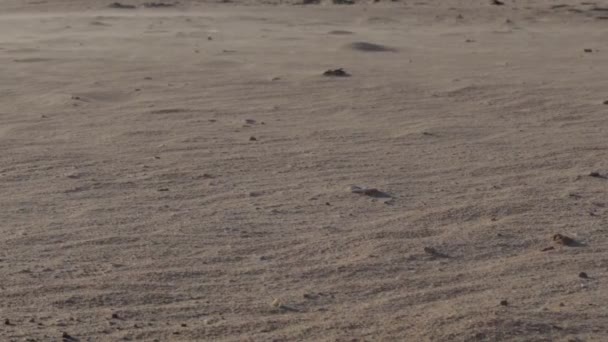 Einsamer Sandstrand Bei Windigem Wetter — Stockvideo