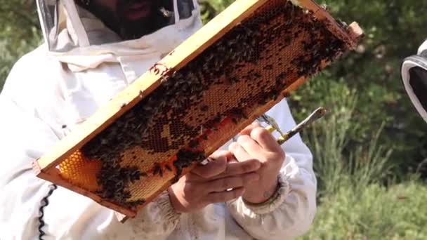 Crop Anonymous Beekeeper Standing Apiary Honeycomb Many Bees Sunny Day — Vídeo de stock