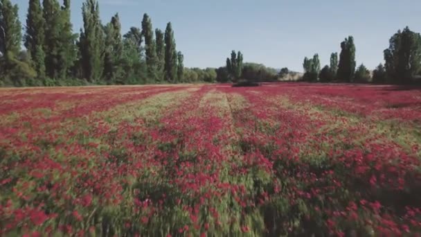 Drone Uitzicht Landelijke Velden Met Bloeiende Bloemen Bij Zonsondergang — Stockvideo
