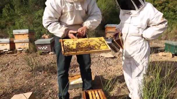 Bijenhouders Beschermende Kostuums Die Bijenroker Gebruiken Houten Bijenkorf Terwijl Zomer — Stockvideo