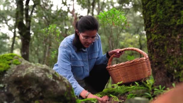 Самка Очках Собирает Съедобный Шафран Земли Покрытый Опавшими Сухими Листьями — стоковое видео
