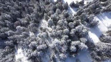 Güneşli bir günde Alpler 'in karlı ormanlarında yetişen ağaçlarla kaplı kozalaklı ağaçların resimli drone görüntüsü.