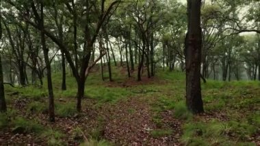 Ağaçların arasında yürüyen ve hasır sepetin içinde mantar toplayan dişinin puslu sık ormanının drone görüntüsü