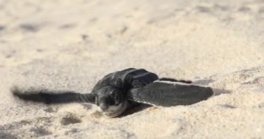 Deniz kaplumbağası sahilde sürünüyor.