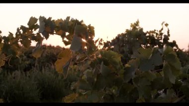 Gün batımında üzüm bağlarında yeşil yapraklarda sallanan sulu üzümler