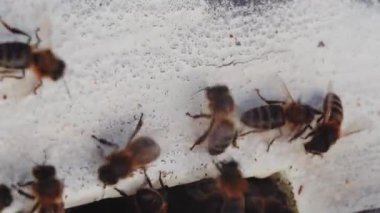 Koruyucu şapkalı mutlu profesyonel arı yetiştiricisi arılarla meşgul. Man Bee Master arı kovanlarının yakınında çalışıyor.