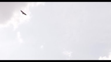 Gökyüzünde güzel bir kuş manzarası