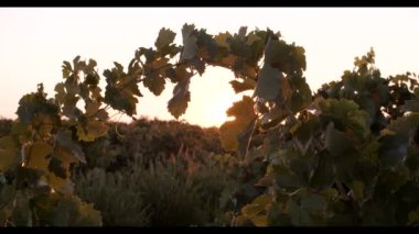 Gün batımında üzüm bağlarında yeşil yapraklarda sallanan sulu üzümler