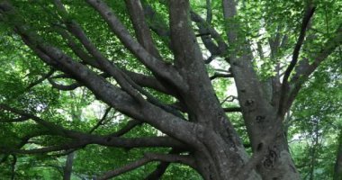 arkaplan için güzel doğal manzaranın manzaralı görüntüleri