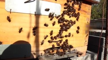 Arı kovanında güneşli bir günde bir çok arı toplanır.