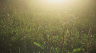 Sabah ışığında yeşil çimenler doğanın arka planında
