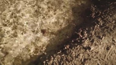 Nehrin şeffaf temiz suyunun yukarısından doğadaki ıslak kumlu kıyılara doğru akıyor.