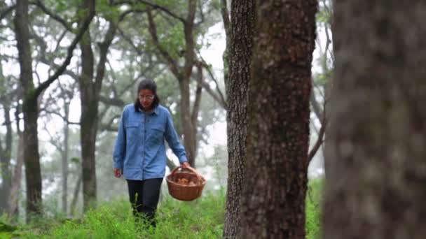 Samica Spacerująca Drzewach Zbierająca Grzyby Wiklinowym Koszu Mglistym Lesie — Wideo stockowe