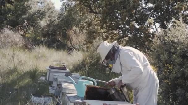 Щасливий Професійний Бджоляр Захисному Капелюсі Зайнятий Пасікою Майстер Бджіл Працює — стокове відео