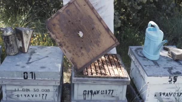 Счастливый Профессиональный Пчеловод Защитной Шляпе Занят Пасеке Мастер Пчелам Работает — стоковое видео