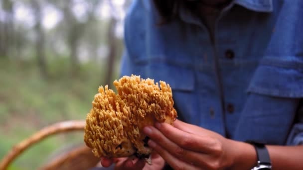 Odaklanmış Dişi Mikolojist Ormanda Otururken Ramaria Mantarının Pisliğini Temizliyor — Stok video