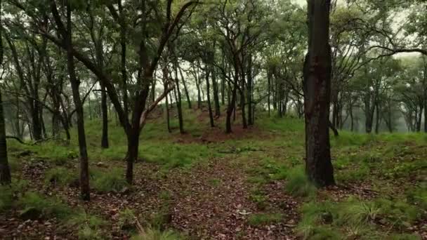 Vedere Dronă Pădurii Dense Neclare Femele Care Plimbă Prin Copaci — Videoclip de stoc