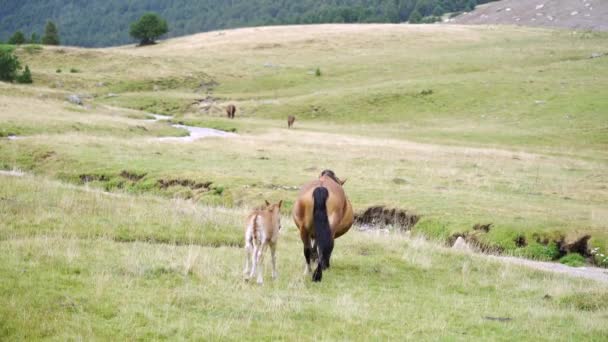 Veulen Wandelen Met Huisdier Paard Het Veld Met Groen Gras — Stockvideo
