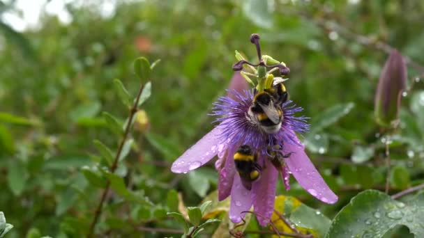 Bumblebees Collecting Pollen Bud Blooming Passiflora Flower Clean Raindrops Thin — Stock Video