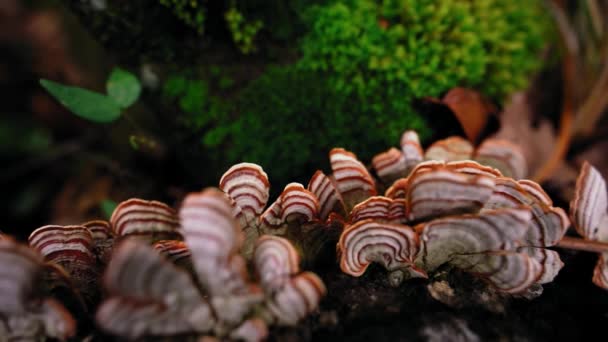 农村秋林树干树皮上生长着不适宜的蘑菇 — 图库视频影像