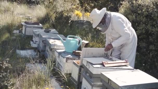 Счастливый Профессиональный Пчеловод Защитной Шляпе Занят Пасеке Мастер Пчелам Работает — стоковое видео
