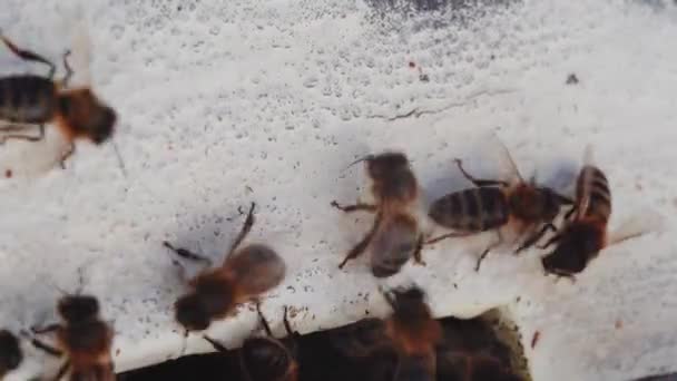 Ευτυχισμένος Επαγγελματίας Μελισσοκόμος Προστατευτικό Καπέλο Είναι Απασχολημένος Μελισσοκομία Man Bee — Αρχείο Βίντεο