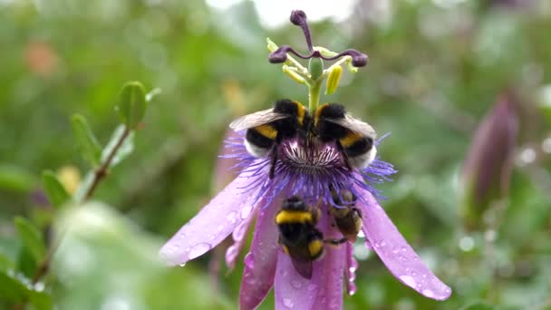 Űrdongó Méhek Virágport Gyűjtenek Virágzó Rügyén Passiflora Virág Tiszta Esőcseppekkel — Stock videók