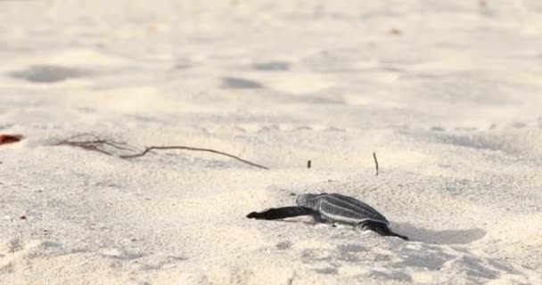 Meeresschildkröte Kriecht Strand — Stockvideo
