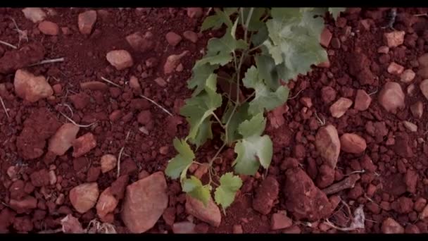 Struguri Suculenți Agățați Frunziș Verde Podgorie Apusul Soarelui — Videoclip de stoc