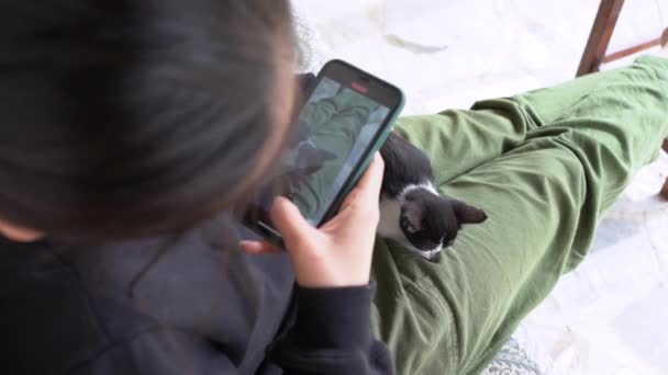 Góry Zboża Samice Głaskanie Strzelanie Słodkie Kotek Pośrednictwem Smartfona Podczas — Wideo stockowe