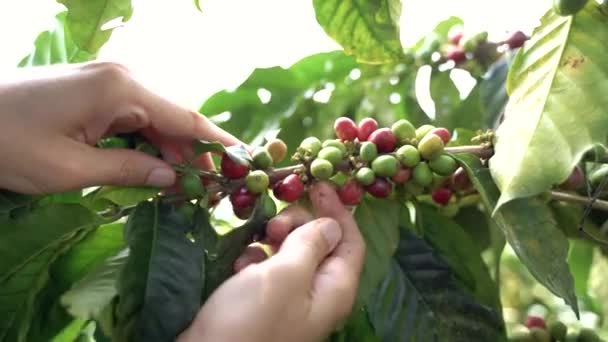 コーヒー豆を準備している人のクローズアップ映像 — ストック動画