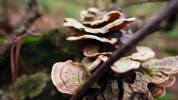 农村秋林树干树皮上生长着不适宜的蘑菇 — 图库视频影像