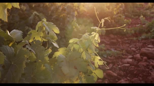 Raisins Juteux Suspendus Dans Feuillage Vert Dans Vignoble Coucher Soleil — Video
