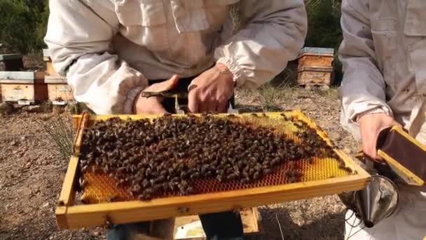 Crop Anonymous Beekeeper Standing Apiary Honeycomb Many Bees Sunny Day — Vídeo de stock