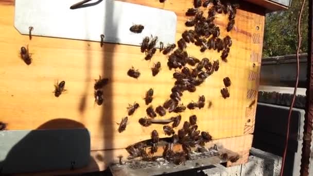 Many Bees Gathering Wooden Beehive Sunny Day Apiary — Vídeos de Stock