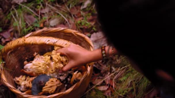 长角形的无名女性坐在苔藓丛生的地面上 把拉玛利亚蘑菇放进树林里的柳条筐里 — 图库视频影像