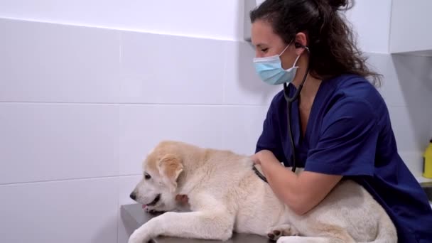 头戴无菌口罩 面带微笑的女兽医 听诊院内纯种犬的心率 — 图库视频影像