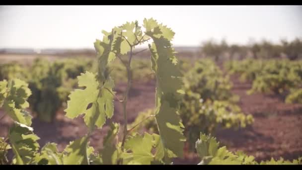 日落时在葡萄园绿叶上挂着多汁的葡萄 — 图库视频影像