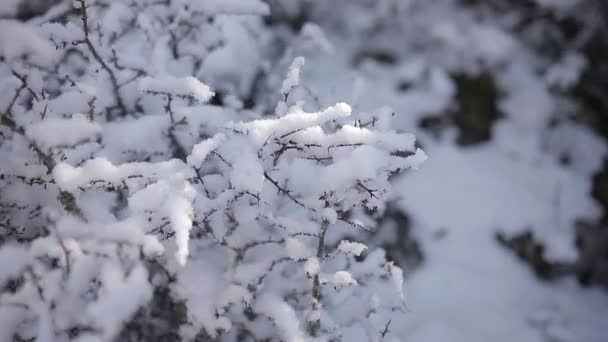 Scenic Visning Bølget Træ Kviste Med Fluffy Sne Vokser Skoven – Stock-video