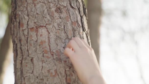 Crop Nierozpoznawalna Osoba Pokazuje Palec Chodzić Gest Pniu Drzewa Przyrodzie — Wideo stockowe