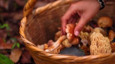 Yüksek açılı yosunlu zeminde oturan ve ormanda sepete boletus mantarı koyan isimsiz bir kadın.