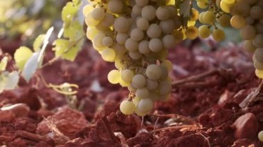 Gün batımında üzüm bağlarında yeşil yapraklarda sallanan sulu üzümler