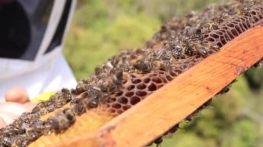 Güneşli bir günde bal peteğiyle arı kovanında dikilen anonim arı yetiştiricisi