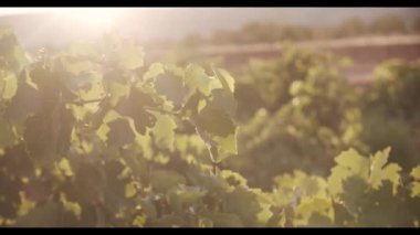 Gün batımında üzüm bağlarında yeşil yapraklarda sallanan sulu üzümler