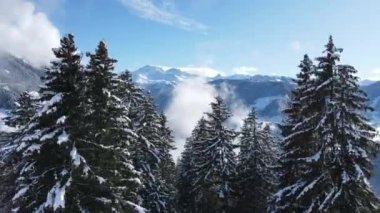 Güneşli bir günde Alpler 'in karlı ormanlarında yetişen ağaçlarla kaplı kozalaklı ağaçların resimli drone görüntüsü.