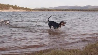 Nehir kıyısında oynayan mutlu köpeklerin görüntüleri.