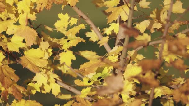 Gele Maple Verlaat Achtergrond — Stockvideo