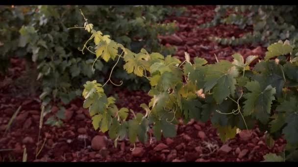 Uvas Jugosas Colgando Follaje Verde Viñedo Atardecer — Vídeo de stock