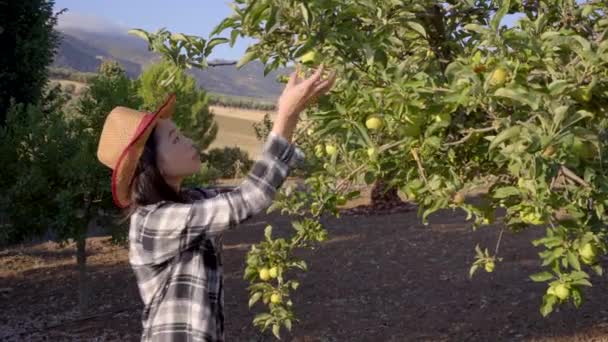 Πλευρική Άποψη Του Θηλυκού Γεωργού Μαζεύει Φρέσκα Μήλα Από Δέντρο — Αρχείο Βίντεο